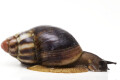 Archachatina marginata egregia Cameroon typ 1a adult